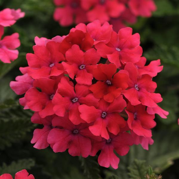 EnduraScape™ Hot Pink Verbena - Bloom