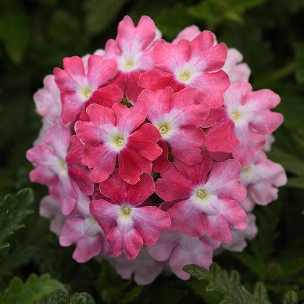 EnduraScape™ Pink Fizz Verbena - Bloom