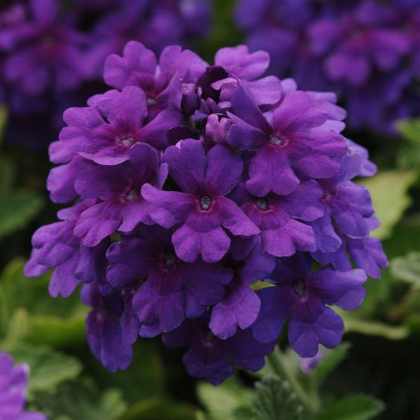 EnduraScape™ Dark Purple Verbena - Bloom