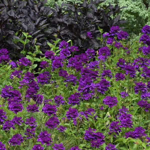 EnduraScape™ Dark Purple Verbena - Landscape