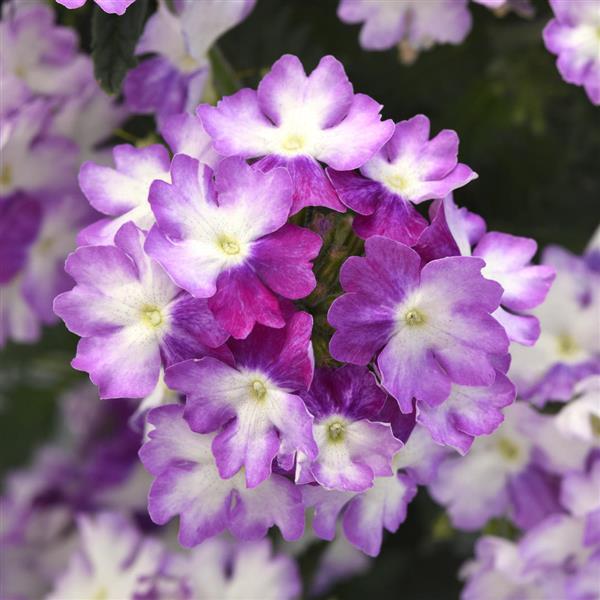 EnduraScape™ Purple Fizz Verbena - Bloom