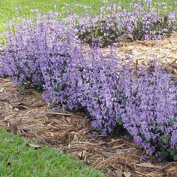 Mona Lavender Plectranthus - Commercial Landscape 1