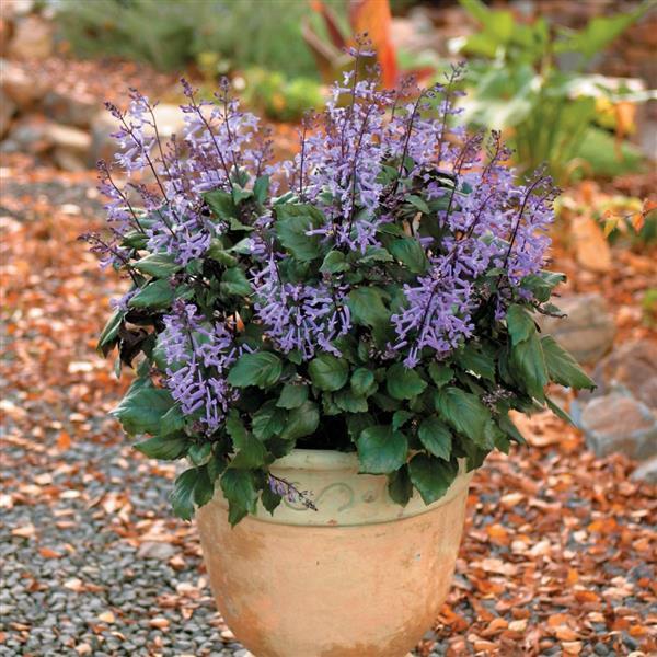 Mona Lavender Plectranthus - Container