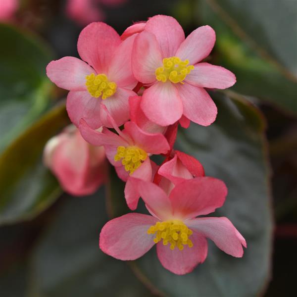 Dragon Wing® Pink Bronze Leaf Begonia - Bloom