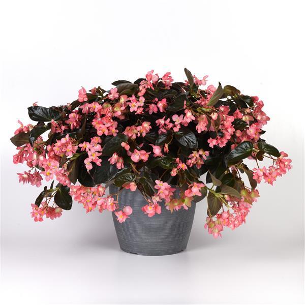 Dragon Wing® Pink Bronze Leaf Begonia - Container