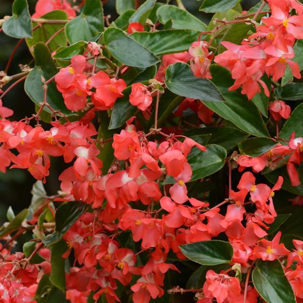 Dragon Wing® Red Begonia - Bloom