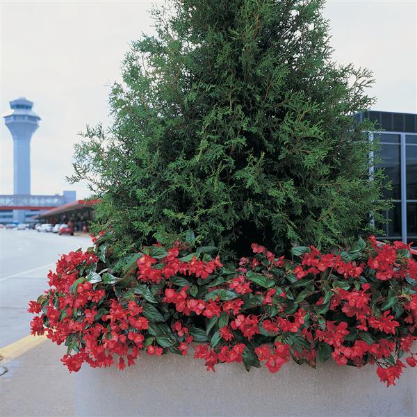 Dragon Wing® Red Begonia - Commercial Landscape 2