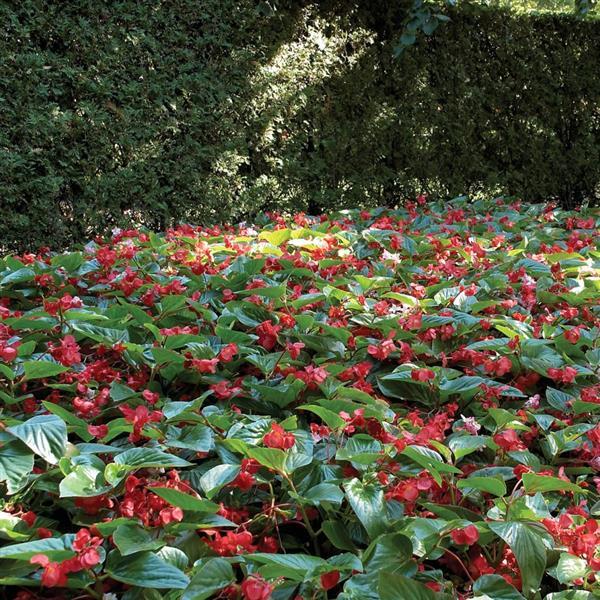 Dragon Wing® Red Begonia - Commercial Landscape 4
