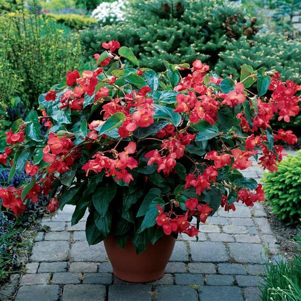 Dragon Wing® Red Begonia - Container