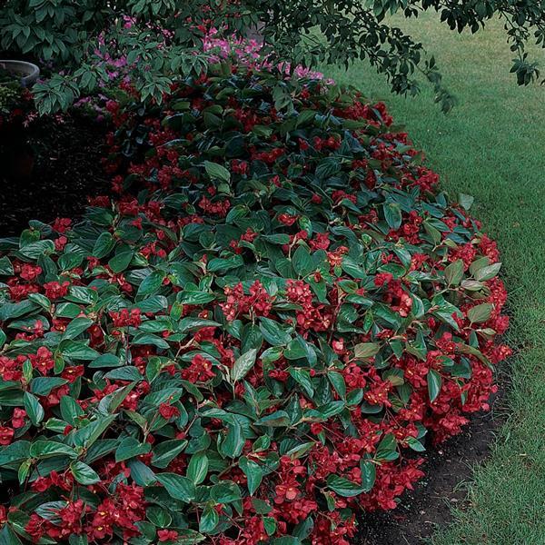 Dragon Wing® Red Begonia - Garden