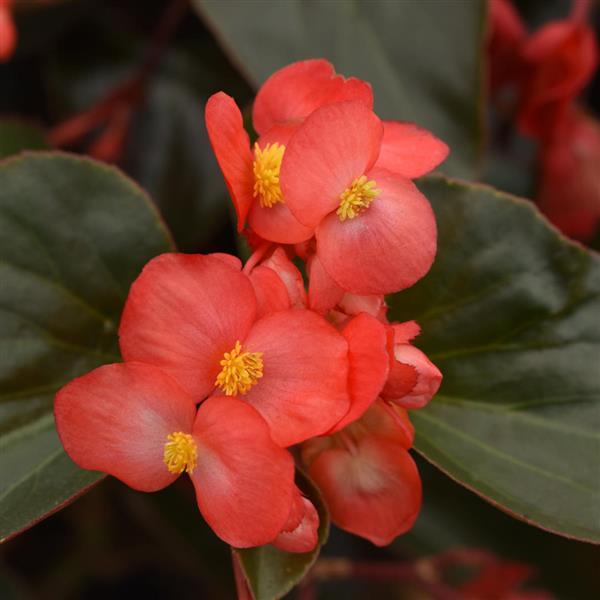 Dragon Wing® Red Bronze Leaf Begonia - Bloom