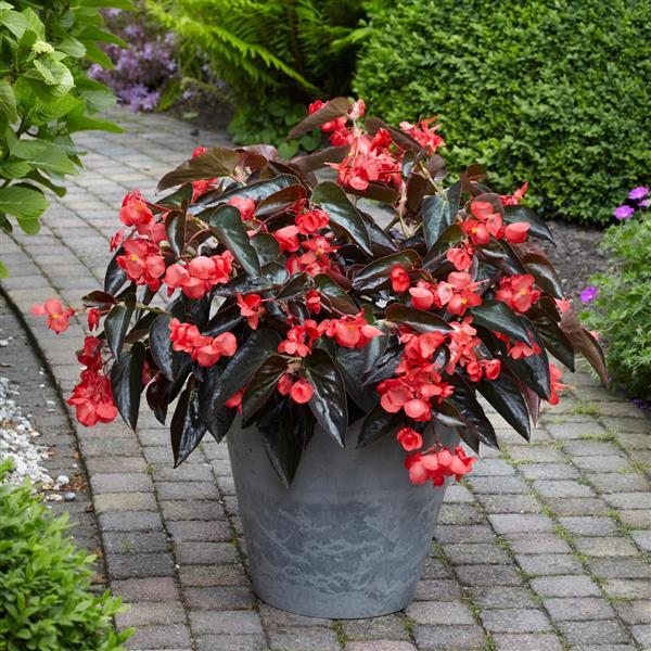 Dragon Wing® Red Bronze Leaf Begonia - Container