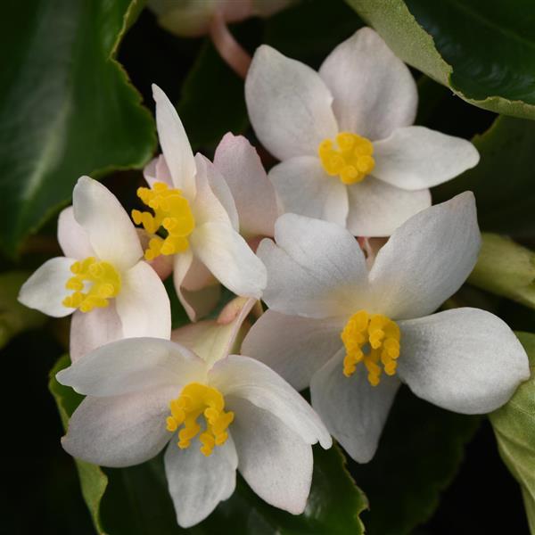 Dragon Wing® White Begonia - Bloom