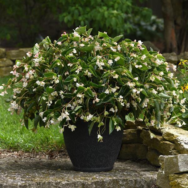 Dragon Wing® White Begonia - Container