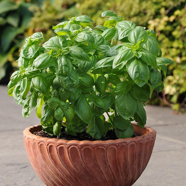 Dolce Fresca Basil - Container