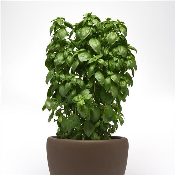 Everleaf Emerald Towers Basil - Container