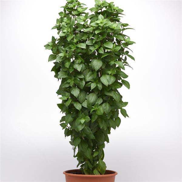 Everleaf Thai Towers Basil - Container