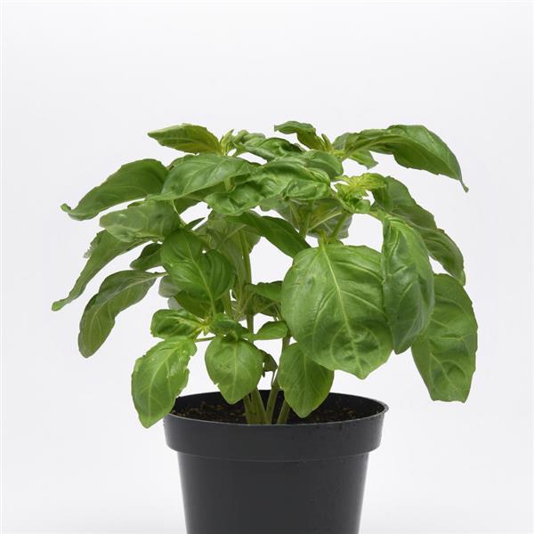 Newton Basil - Container