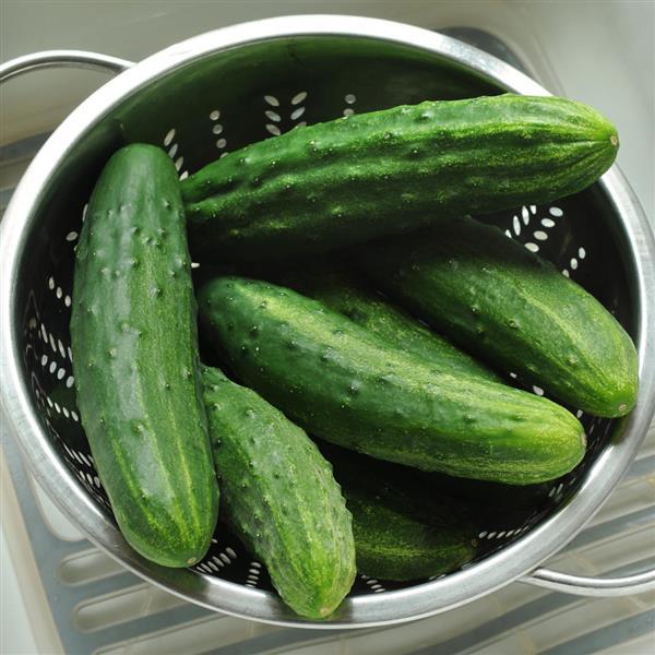Patio Snacker Cucumber - Basket