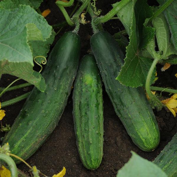 Patio Snacker Cucumber - Garden