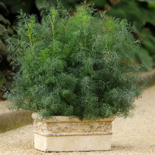 Fernleaf Dill - Container