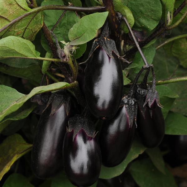Patio Baby Eggplant - Bloom