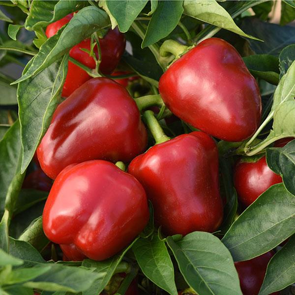 Snackabelle Red Pepper - Bloom