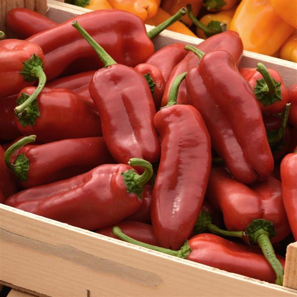 Peppi Red Pepper - Container