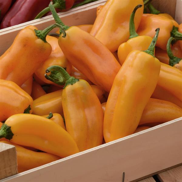 Peppi Yellow Pepper - Container