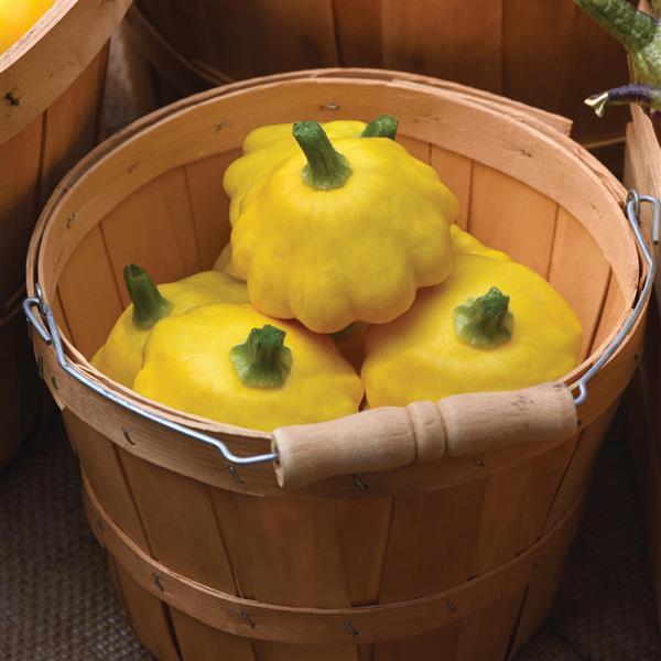 Lemon Sun Squash - Container