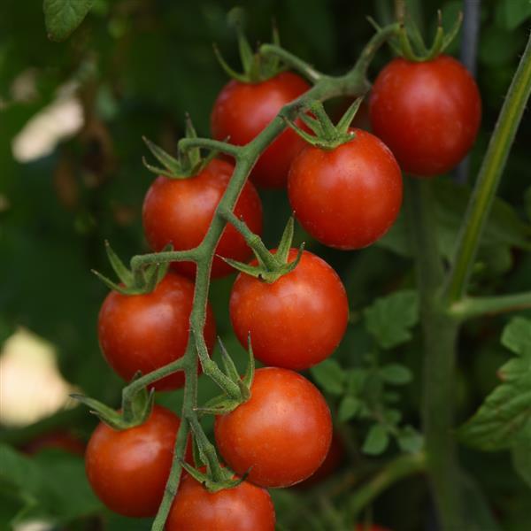 Artemis Tomato - Bloom