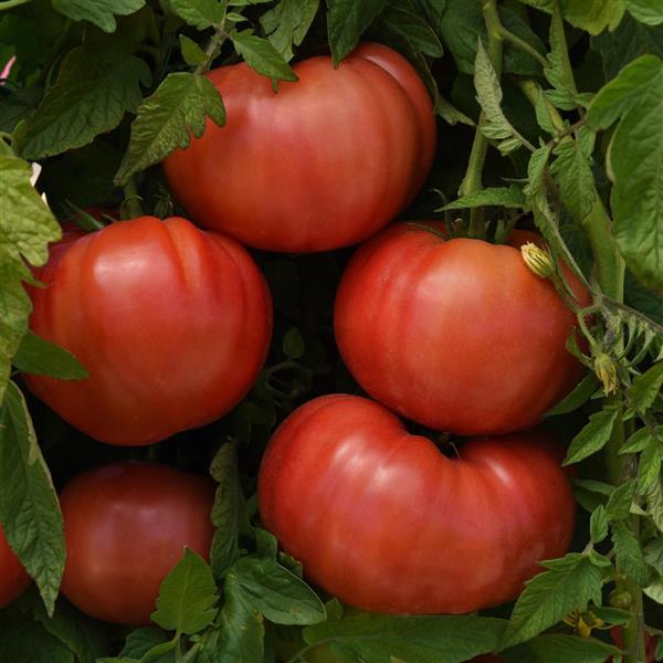 BlushingStar Tomato - Bloom