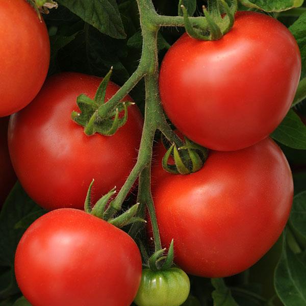 Homeslice Tomato - Bloom