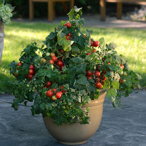 Little Bing Tomato - Container