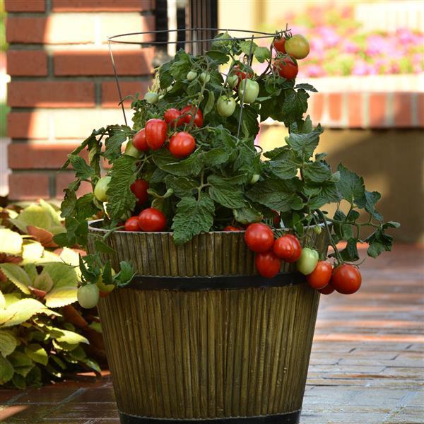 Little Napoli Tomato - Container