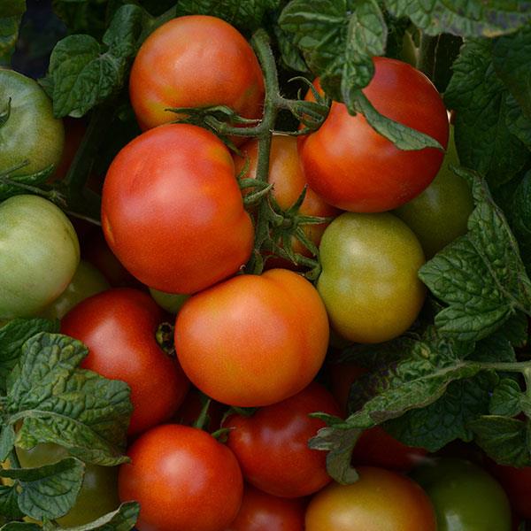 Little Sicily Tomato - Basket