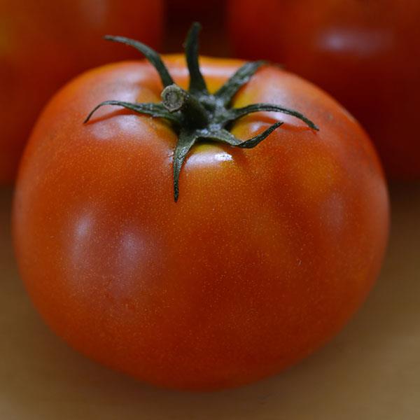Little Sicily Tomato - Bloom