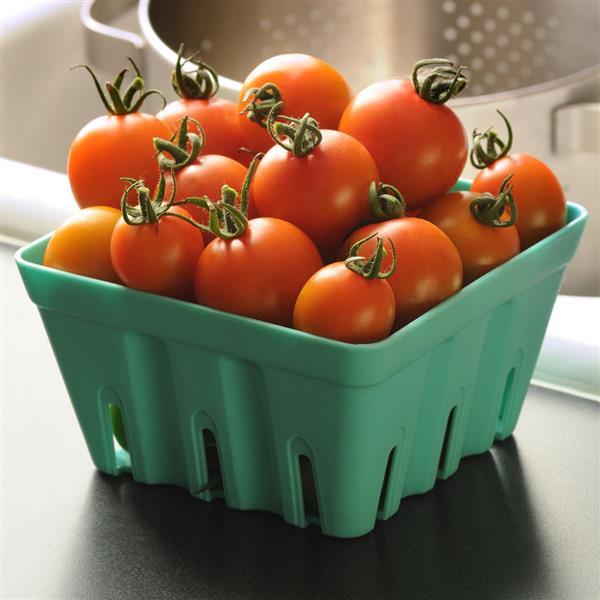 Orange Zinger Tomato - Container