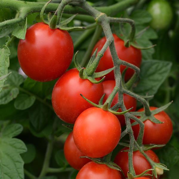 Tidy Treats Tomato - Bloom