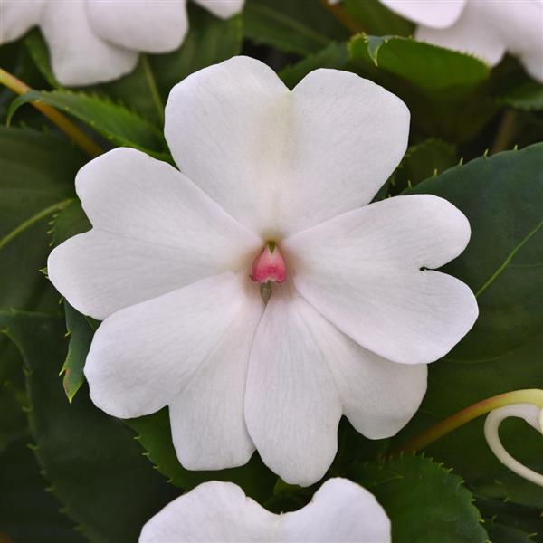 Solarscape® White Pearl Interspecific Impatiens - Bloom