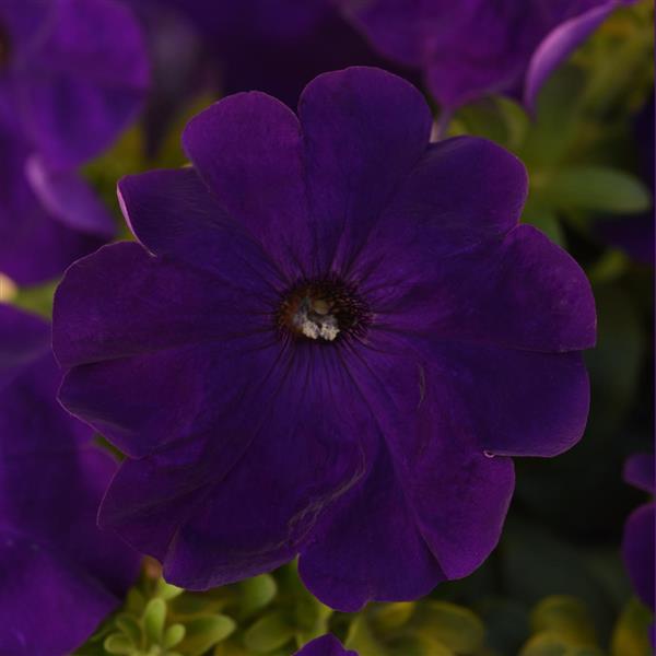 Mirage Blue Petunia - Bloom