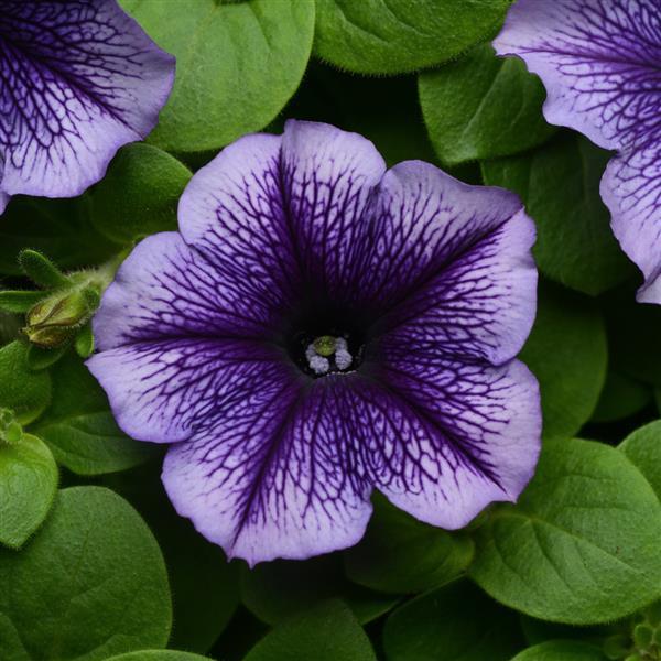Mirage Blue Vein Petunia - Bloom