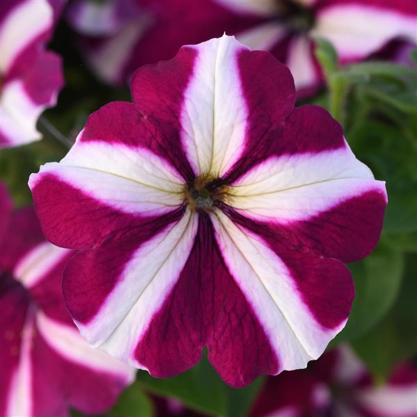 Mirage Burgundy Star Petunia - Bloom
