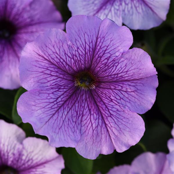 Mirage Lavender Petunia - Bloom