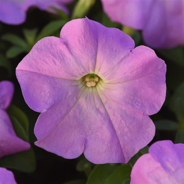 Mirage Lilac Petunia - Bloom