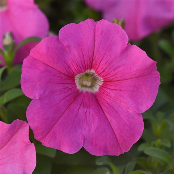 Mirage Pink Petunia - Bloom