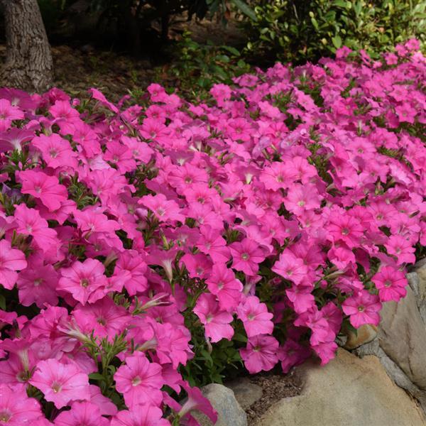Mirage Pink Petunia - Landscape