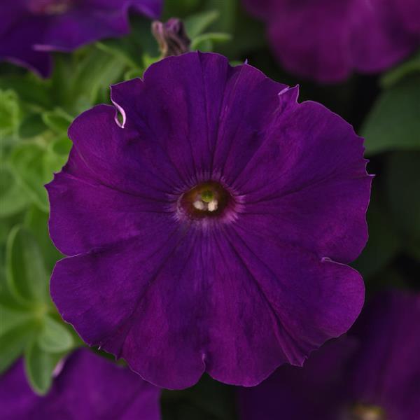 Mirage Purple Petunia - Bloom