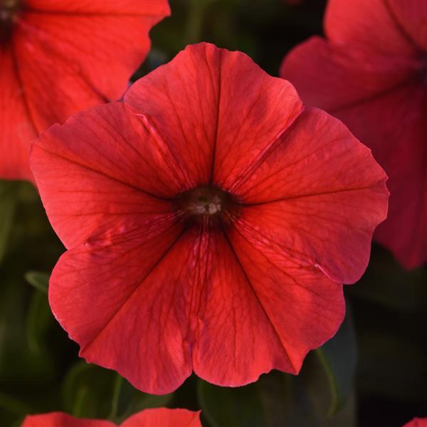 Mirage Red Petunia - Bloom