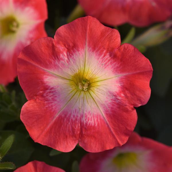 Mirage Red Morn Petunia - Bloom